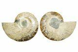 Cut & Polished Crystal-Filled Ammonite Fossil - Madagascar #364785-1